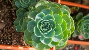 How to Water A Succulent