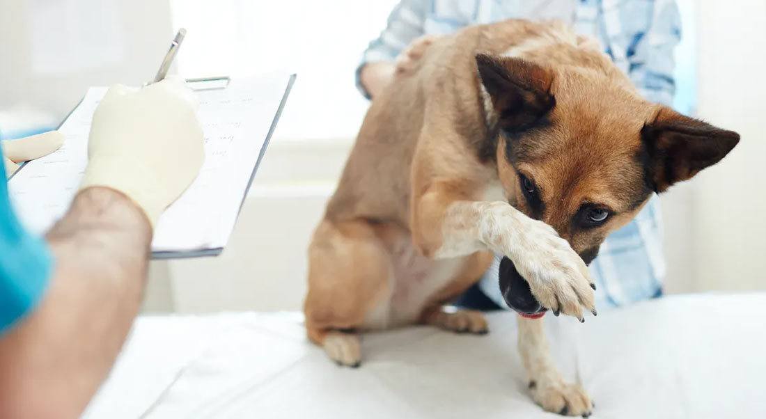 What-Does-The-Vet-Say What Does The Vet Say?