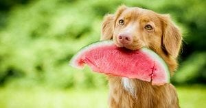 Can Dogs Eat Watermelon