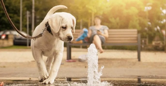If you have a large breed dog, consider getting a water fountain for your dog