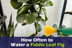 How Often to water a fiddle leaf fig