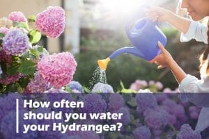 How often should you water your Hydrangea