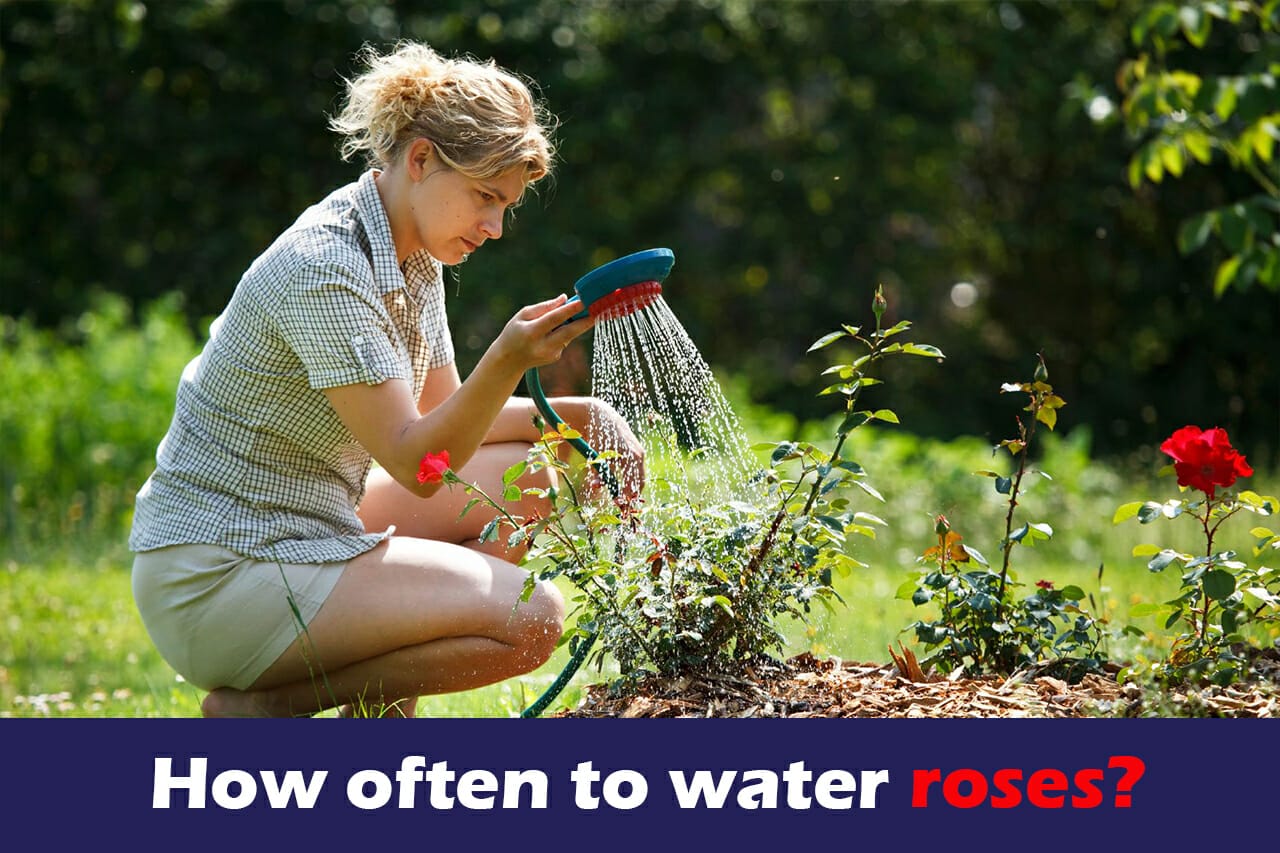 How Often To Water Roses? Once A Week Is Often Enough