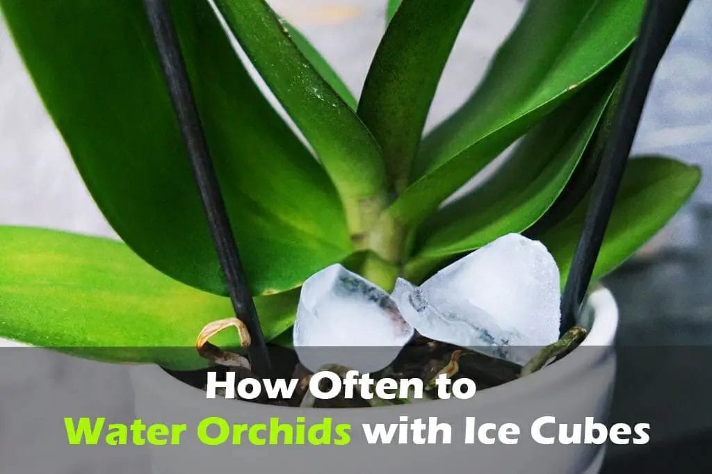 How Often To Water Orchids With Ice Cubes? [5 Methods]