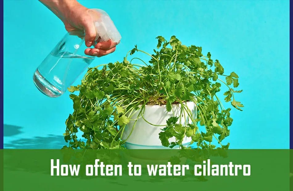 How Often Should I Water My Cilantro Plants