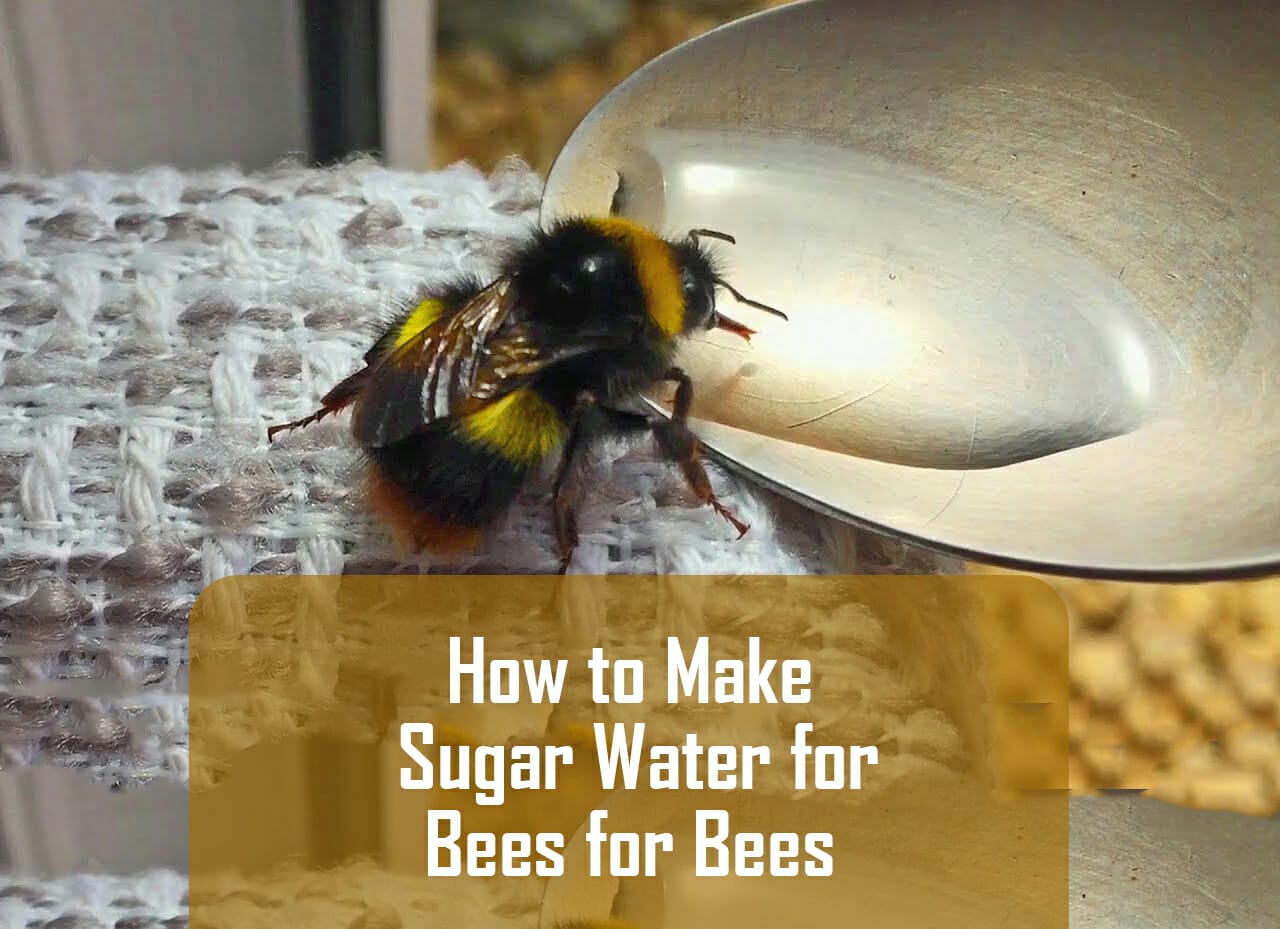 9 Easy Steps To Make Sugar Water For Bees