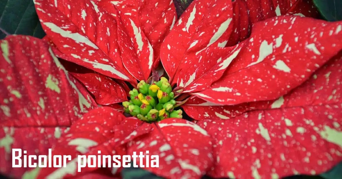 Bicolor poinsettia