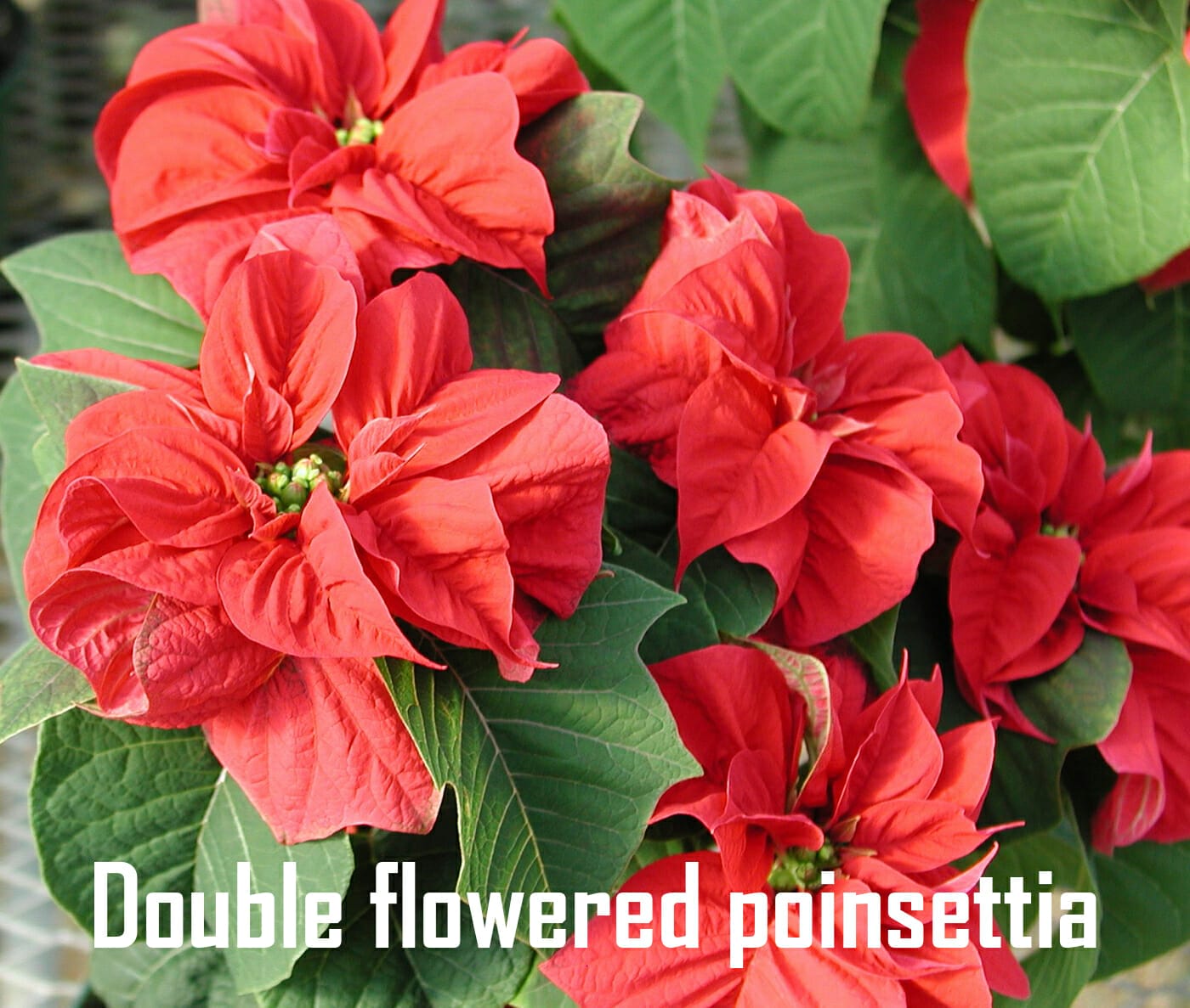 Double flowered poinsettia