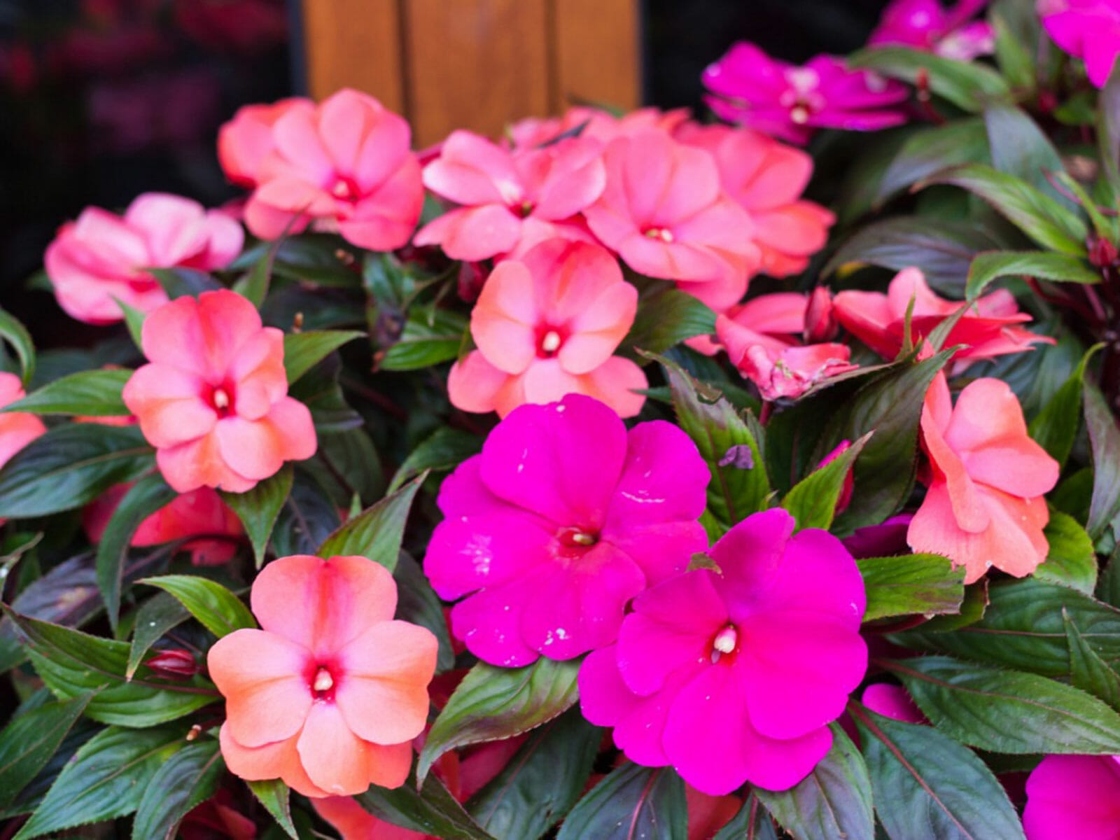 Guinea Impatiens