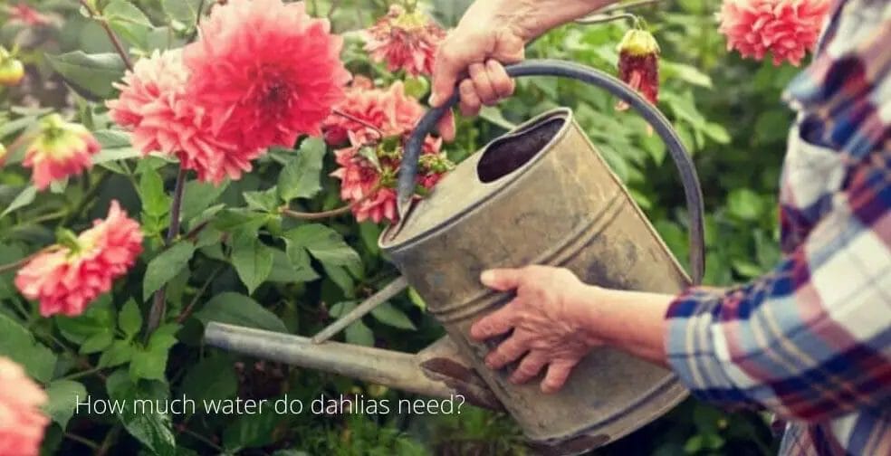 How much water do dahlias need