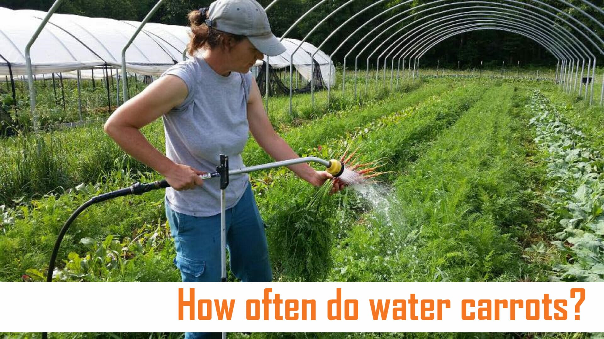 How often do water carrots by waterev