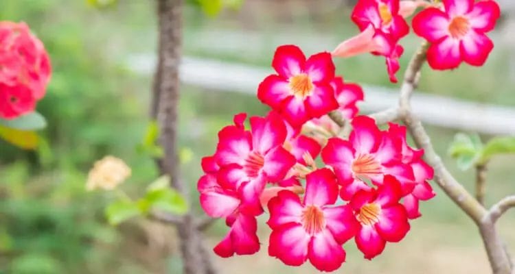 How often to water desert rose