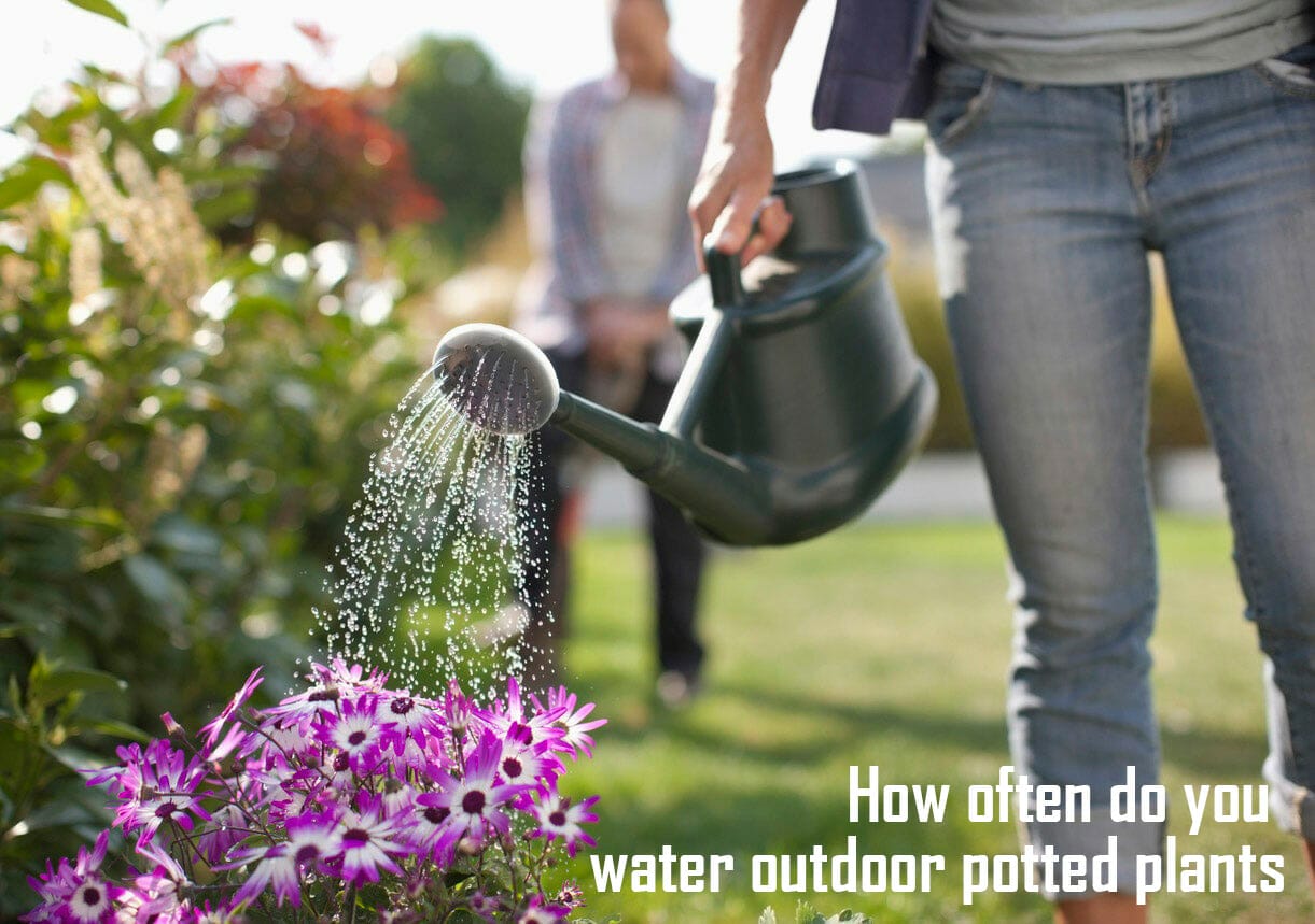 How often do you water outdoor potted plants