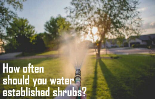 How often should you water established shrubs