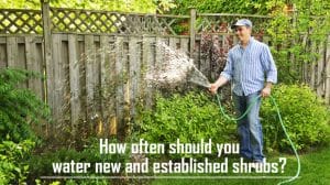 How often should you water new and established shrubs