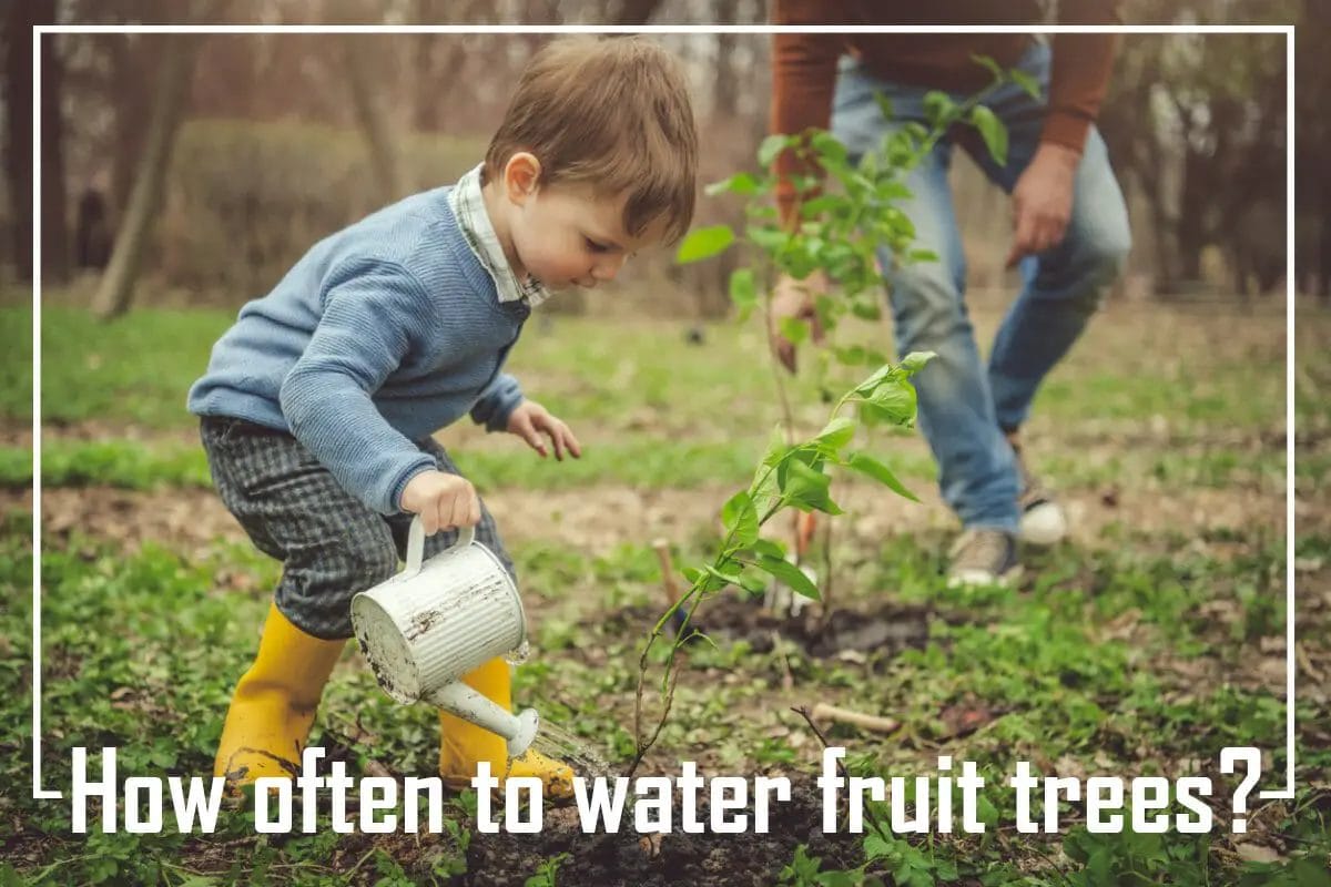 How often to water fruit trees