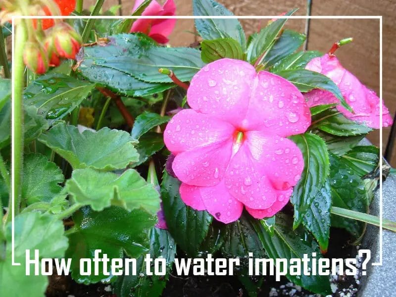 How often to water impatiens