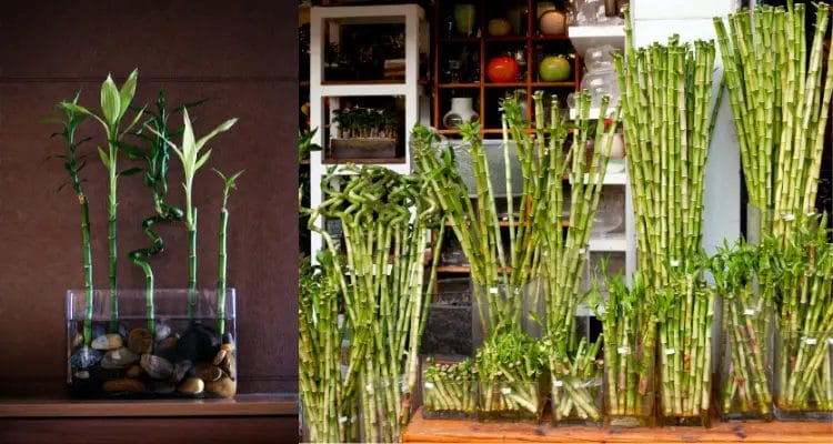 How To Propagate Lucky Bamboo In Water Step By Step