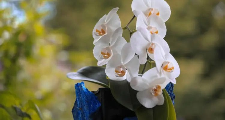 How to Water Phalaenopsis Orchids