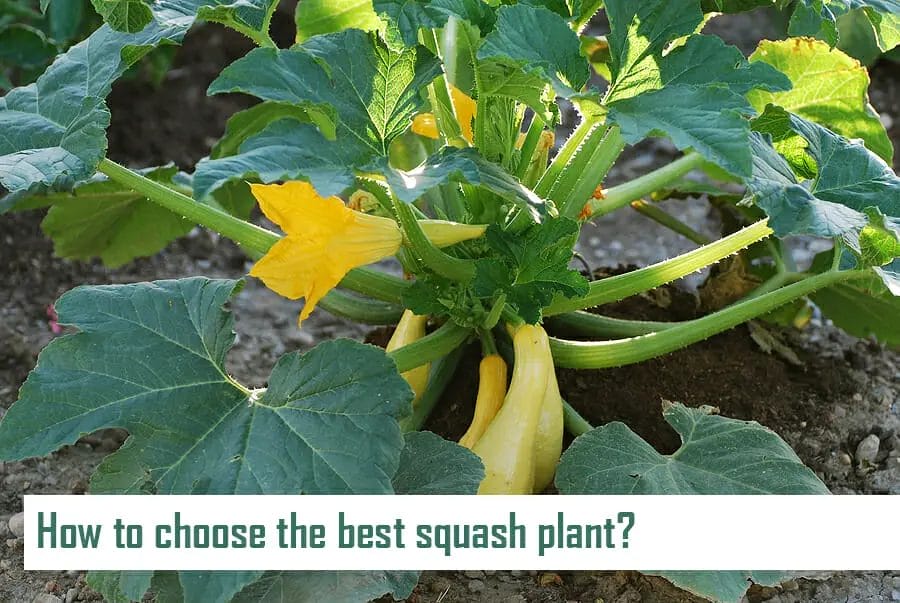 How to choose the best squash plant