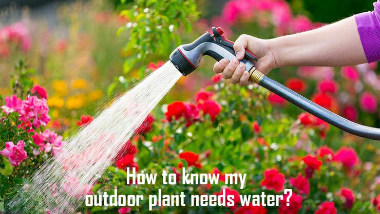How to know my outdoor plant needs water