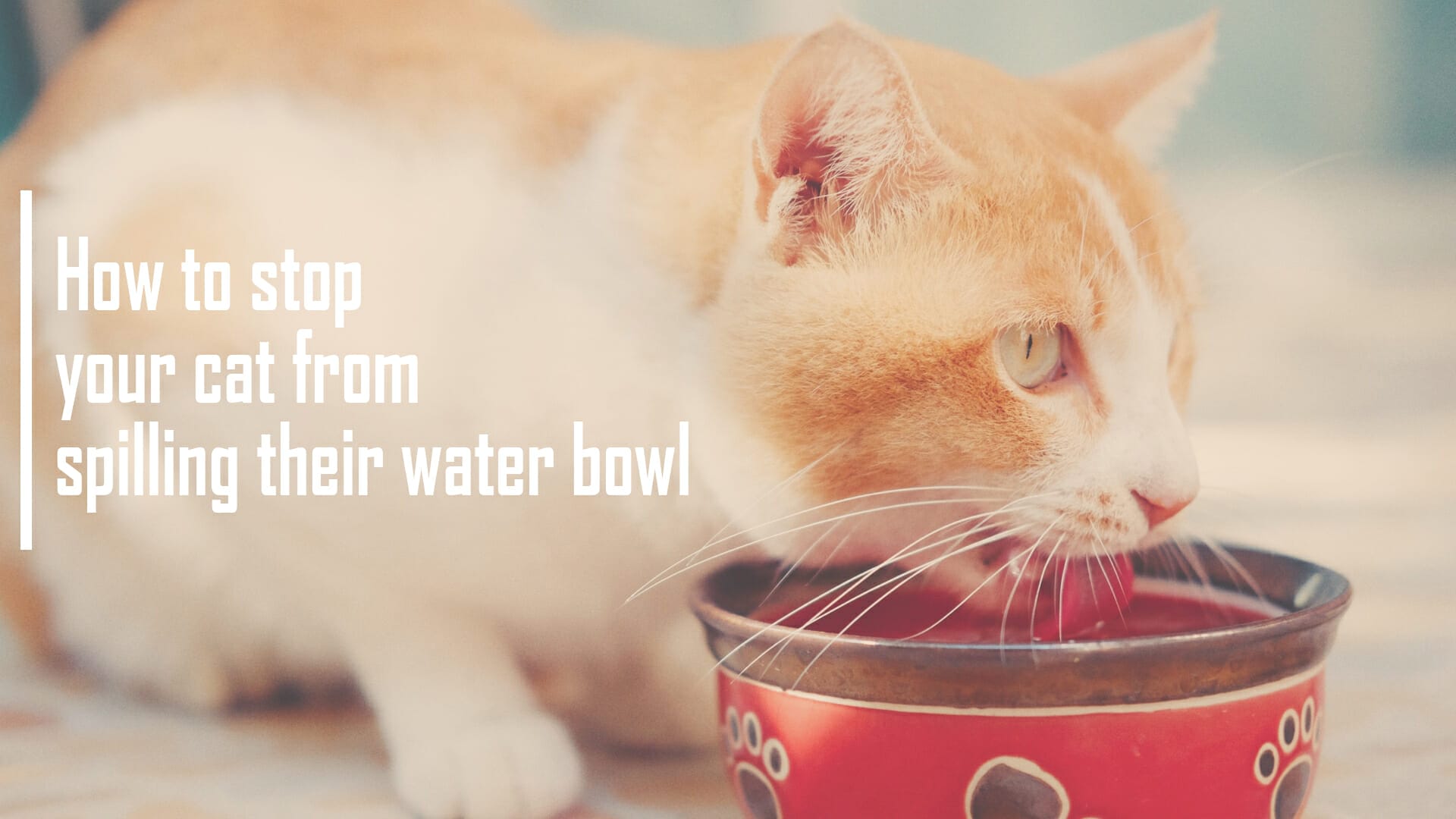How To Stop Your Cat From Spilling Their Water Bowl [obsessively]