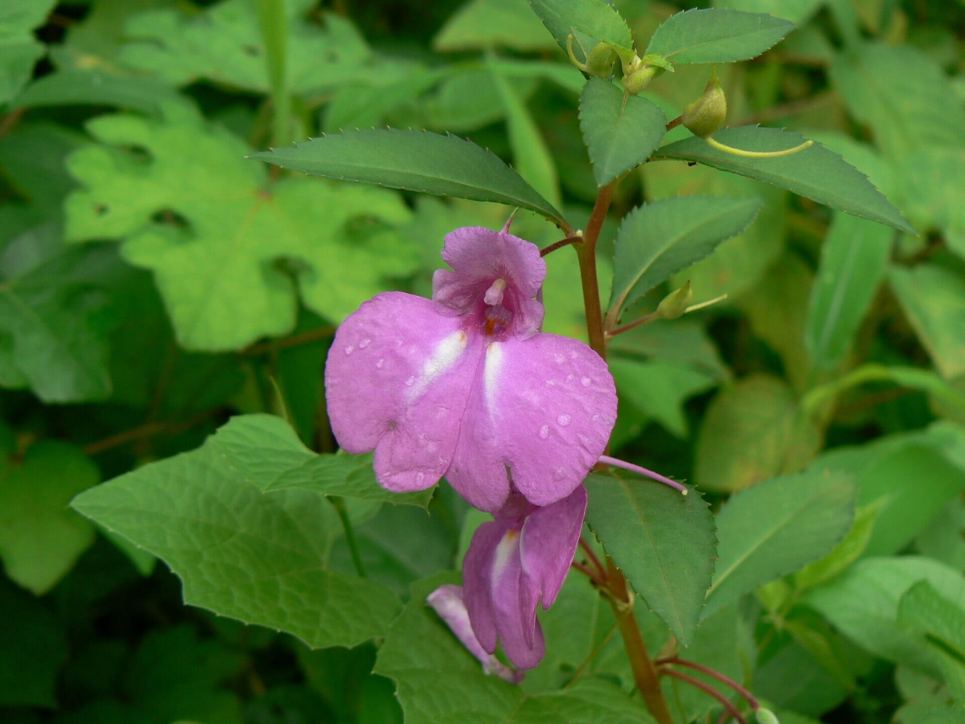 Impatiens balsamina