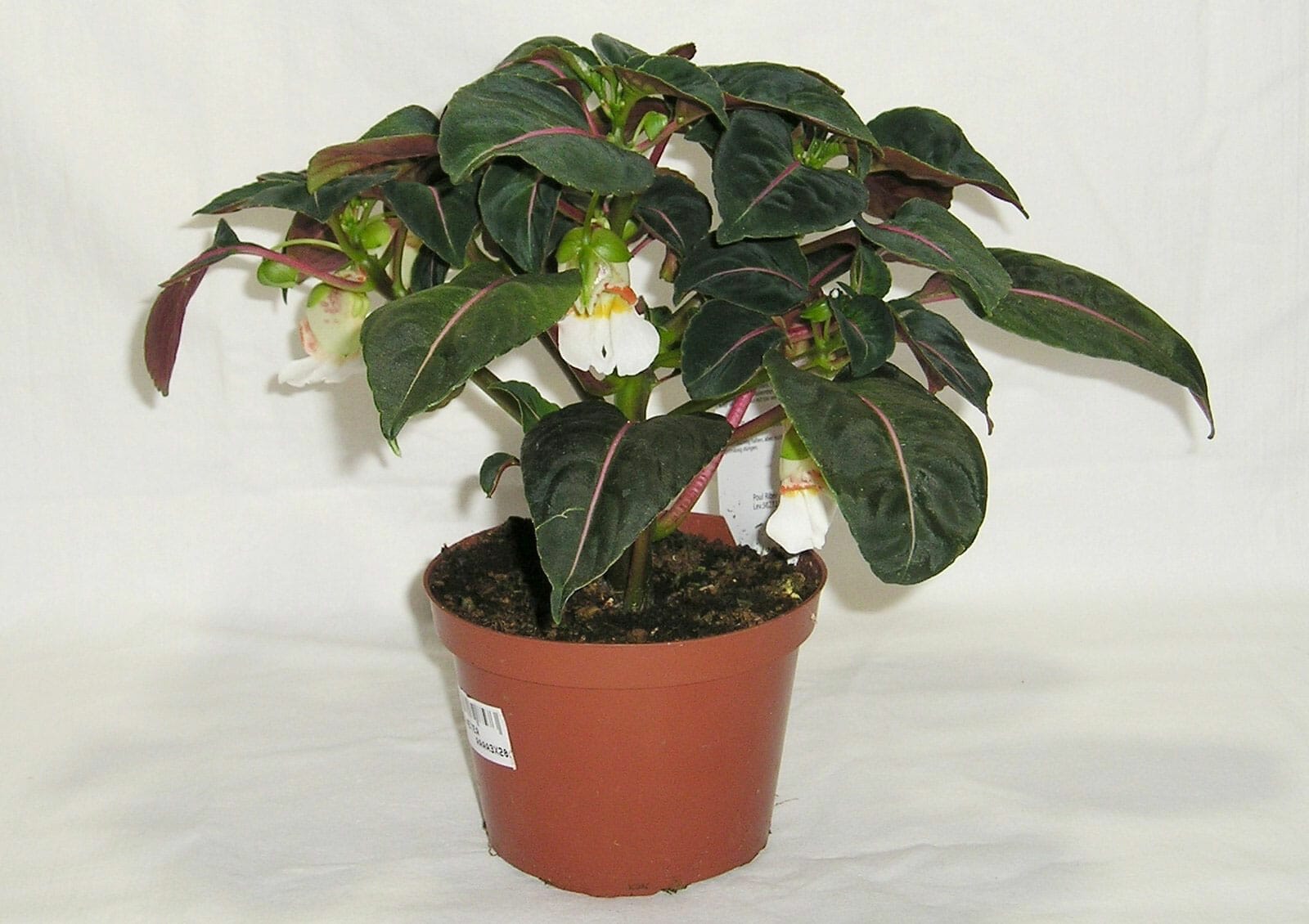 Impatiens morsel