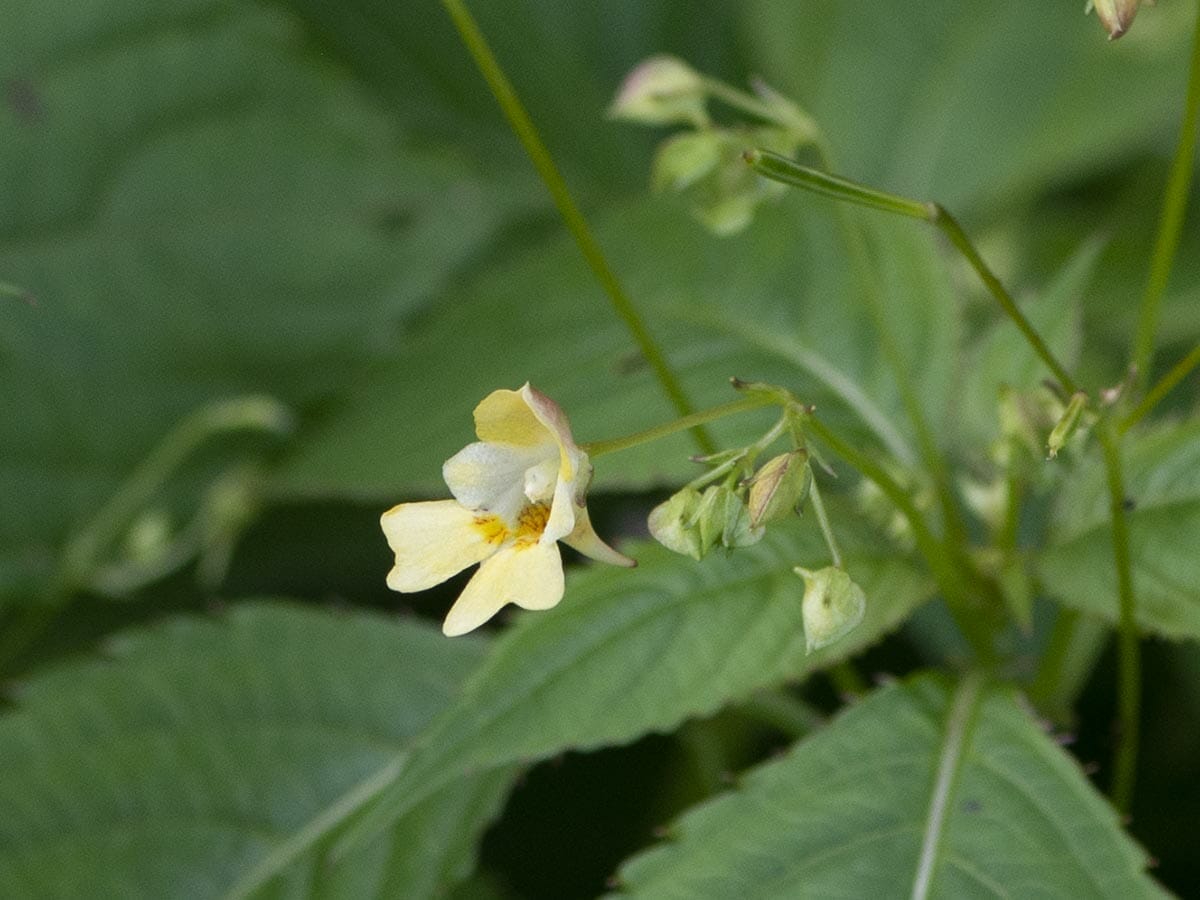 Impatiens parviflora