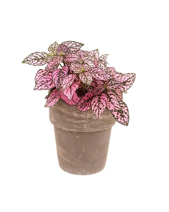PinkHypoestes PinkHypoestes