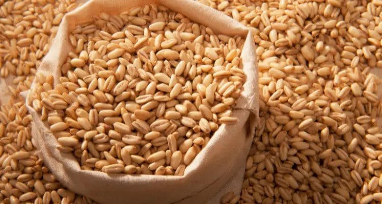 Pond water is made clear by barley straws