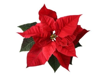 Single flowered poinsettias