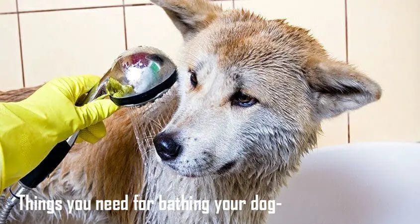 Things you need for bathing your dog Things you need for bathing your dog