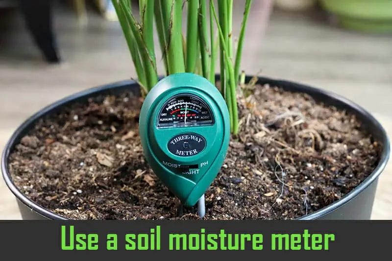 Use a soil moisture meter