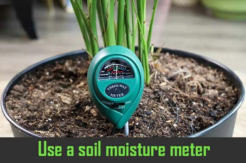 Use a soil moisture meter Use a soil moisture meter