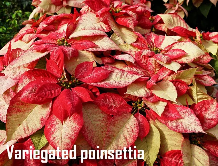 Variegated poinsettia