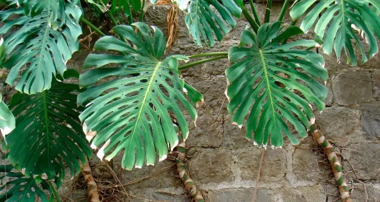 What are the signs of underwatering a Monstera