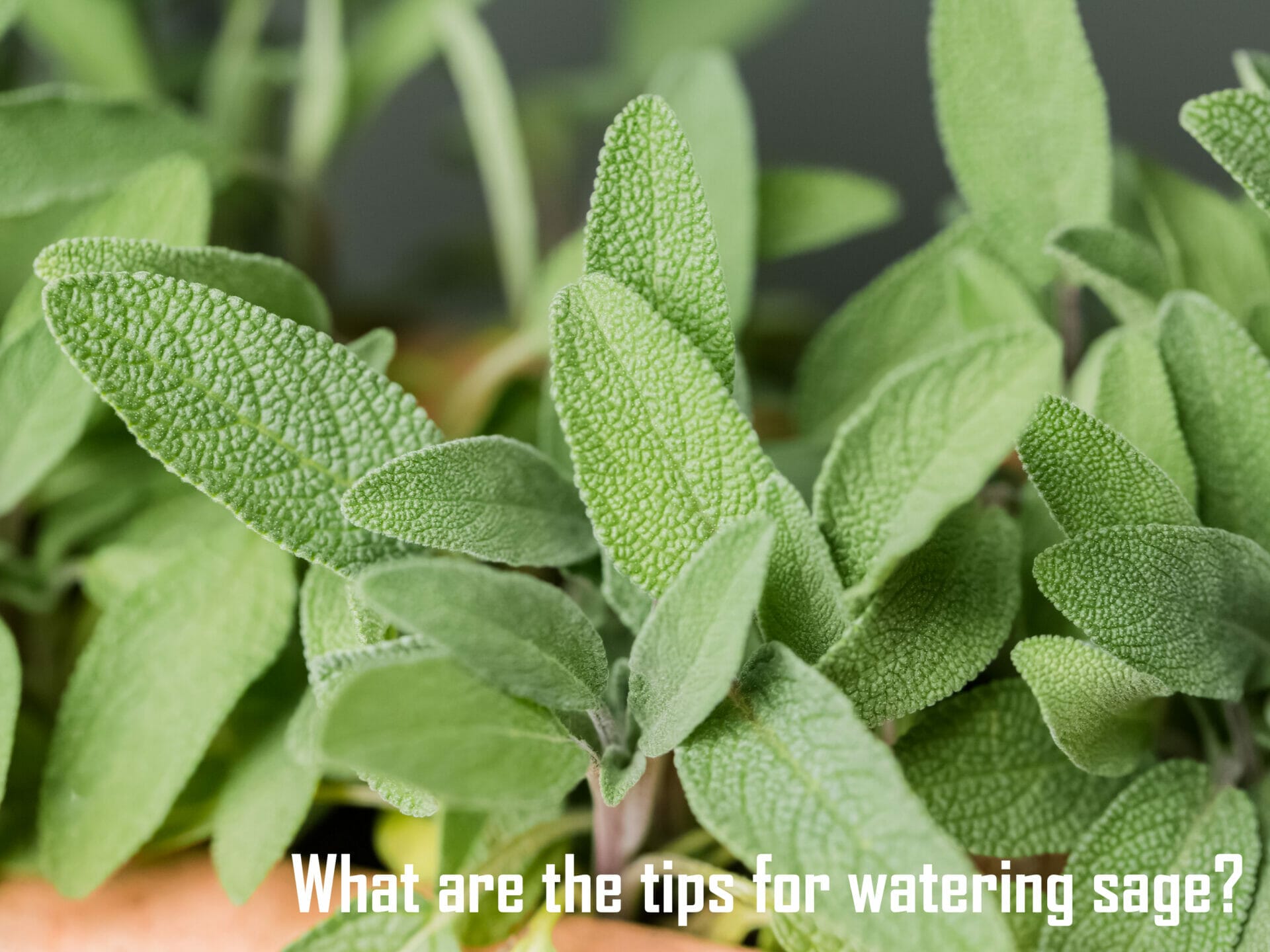 What are the tips for watering sage