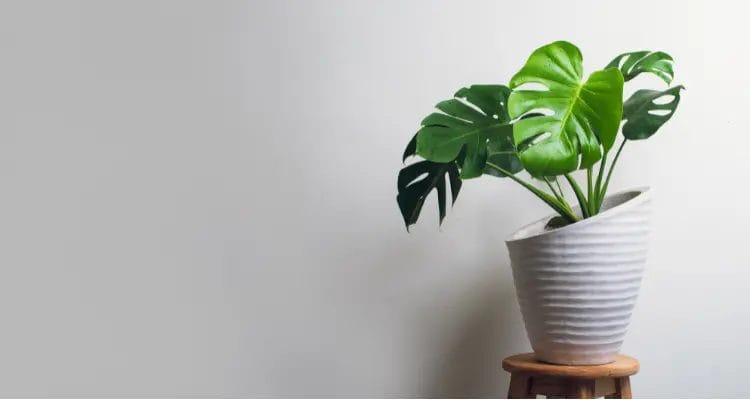 What do you need to know about Monstera?