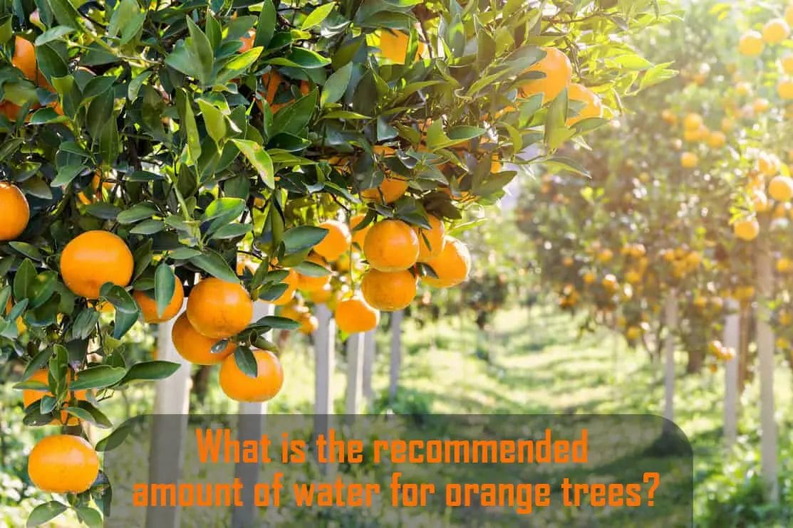 What is the recommended amount of water for orange trees
