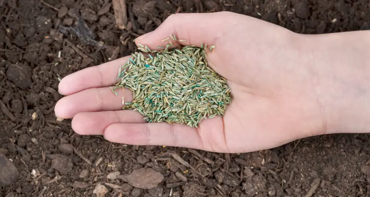 What type of grass seed is best to use?
