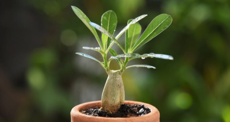 How Often to Water Desert Rose