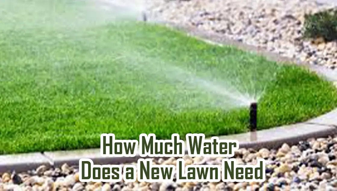 How Much Water Does A New Lawn Need 