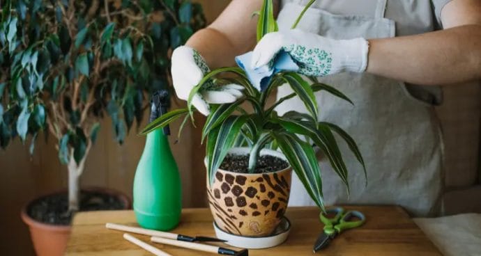 How can you prevent common problems with flowers in pots?
