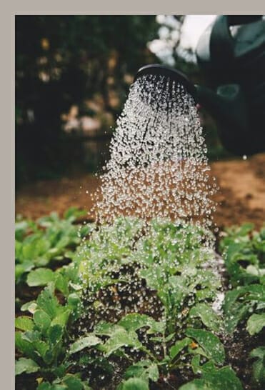 How much water do sunflower seeds need