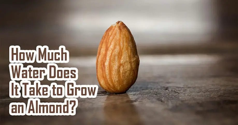 How Much Water Does It Take to Grow an Almond