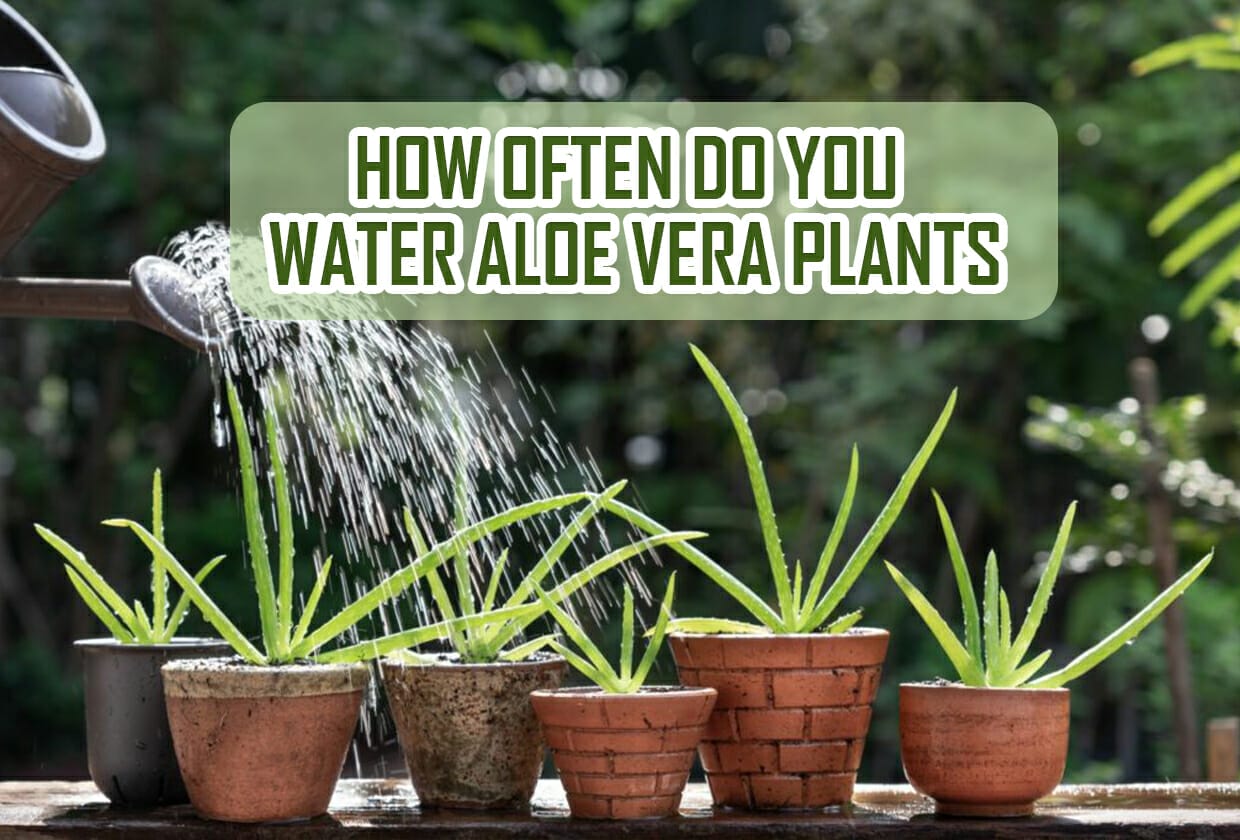 How Often Do You Water Aloe Vera Plants? An Ultimate Guide