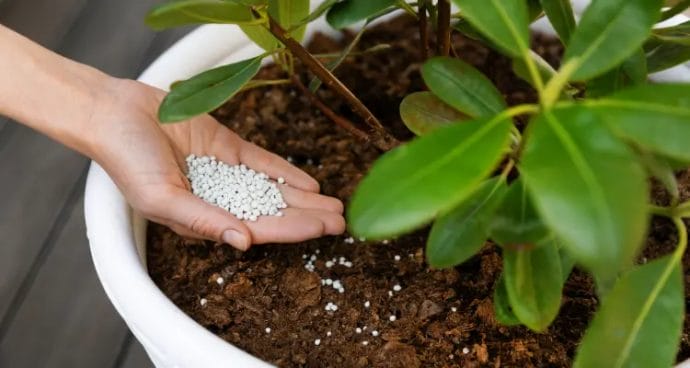 How often should you fertilize flowers in pots?