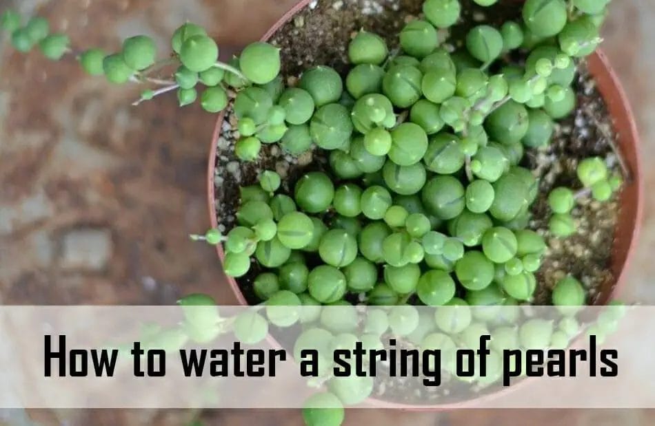 How To Water A String Of Pearls