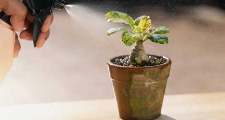 What are some common problems with flowers in pots?